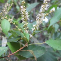 Mallotus philippensis (Lam.) Müll.Arg.